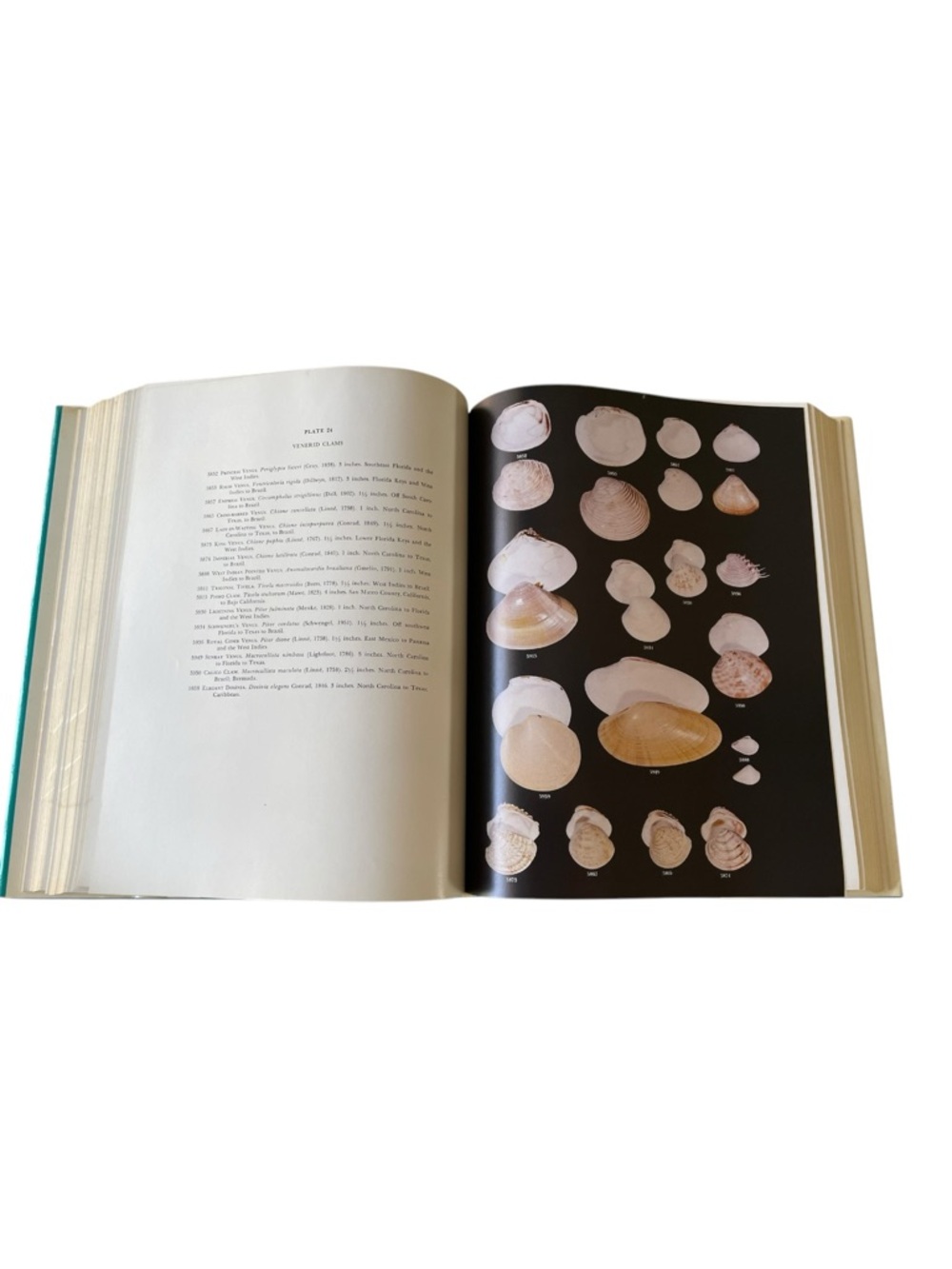 American Seashells Second Edition by R. Tucker Abbott Hardcover Reference - Picture 9 of 13